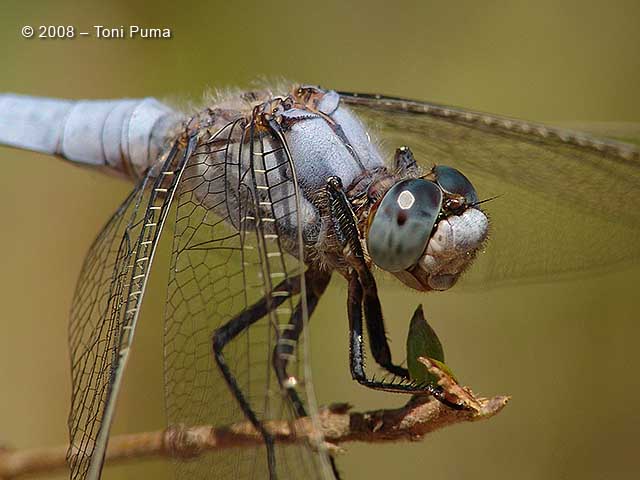 Libellula azzurra: Orthetrum brunneum